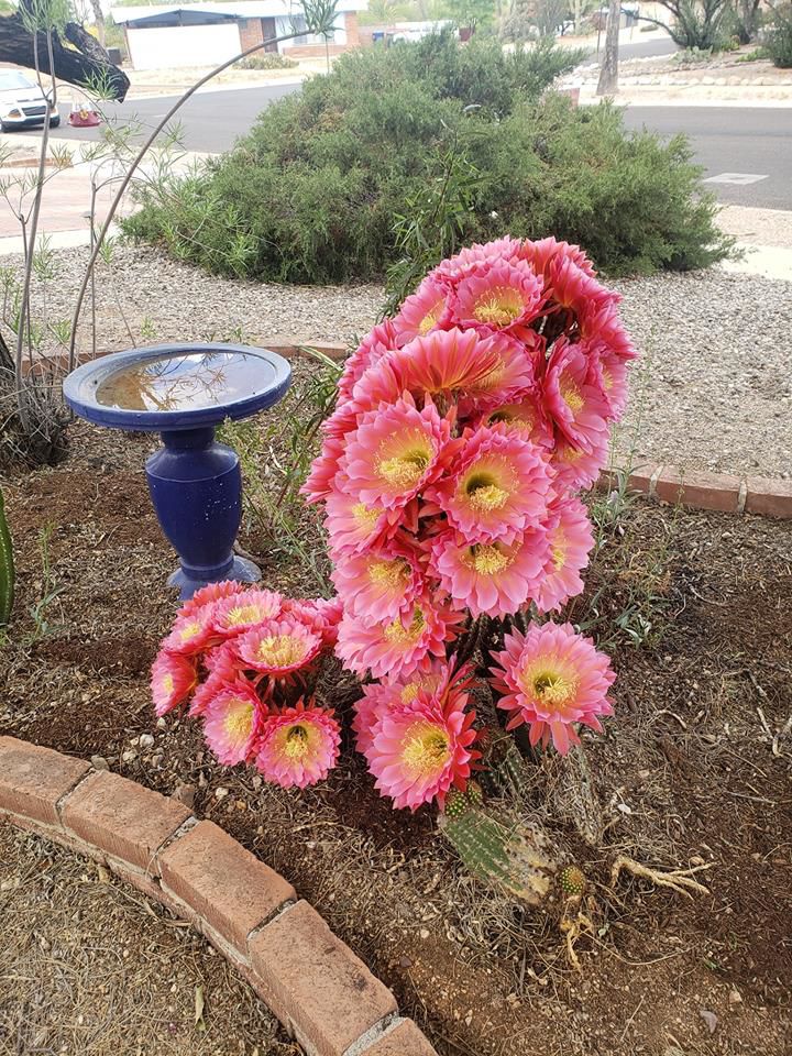 Cactus blooms